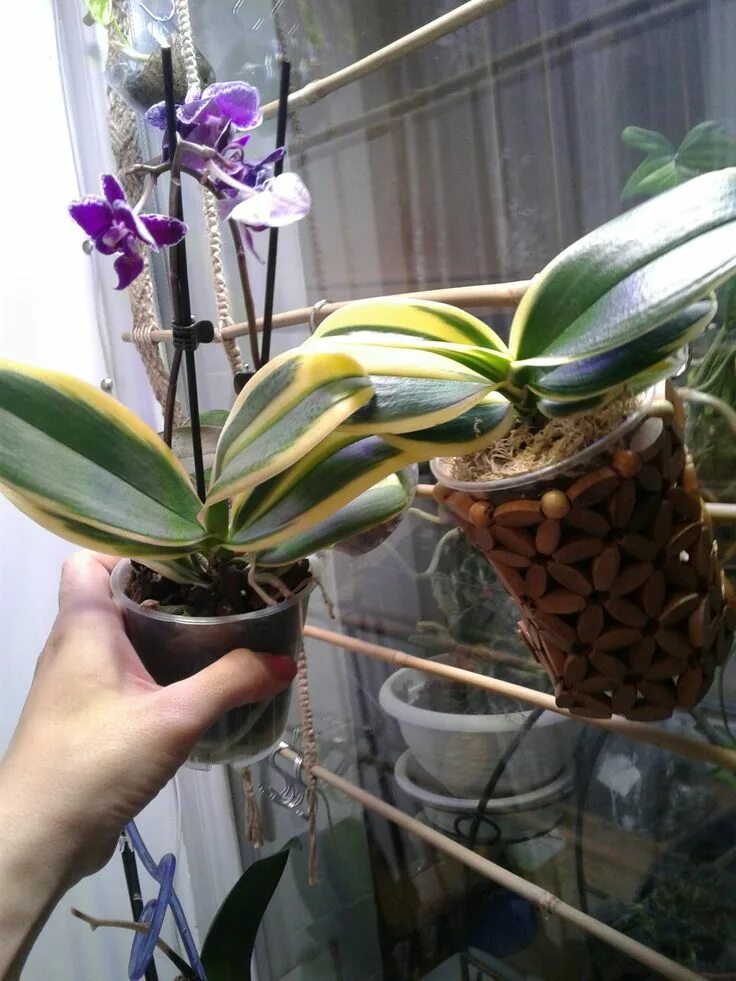 Орхидея chia e yenlin variegata фото 81. Начались ПРОБЛЕМЫ с ОРХИДЕЯМИ! Обзор моих орхидей в полистироле в мае 2020 -