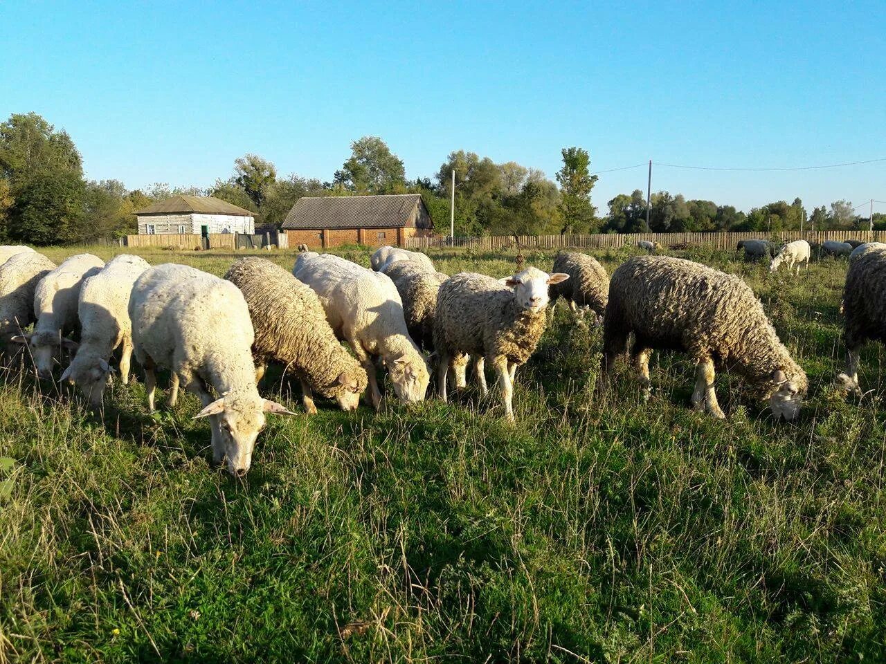 Продажа овец. Прогрессивные технологии в овцеводстве. Продажа овец. Грузинская порода овец. Прекос порода овец.