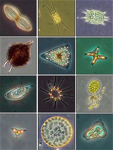 Фитопланктон диатомовые водоросли. Одноклеточный фитопланктон. Зоопланктон и фитопланктон. Сапфириды фитопланктон.