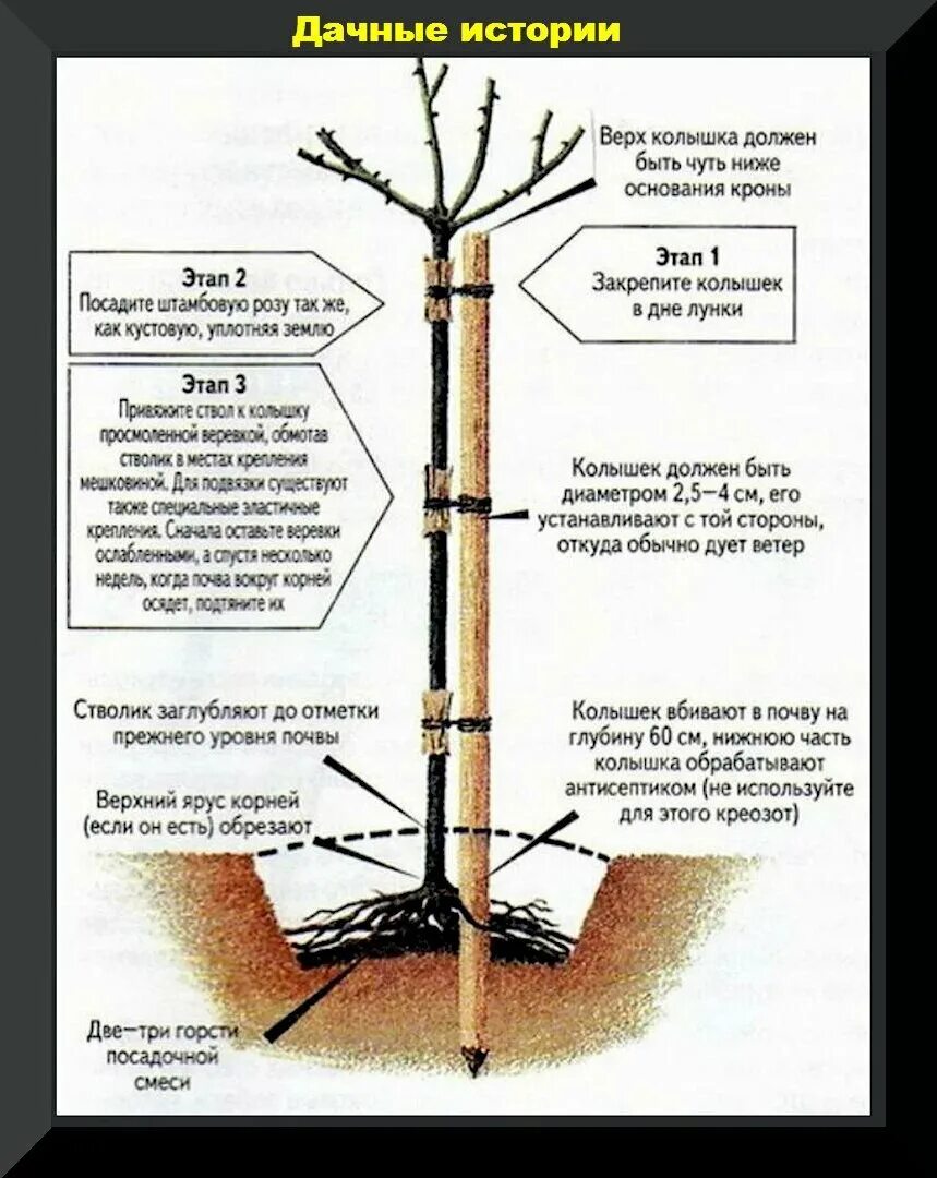 Как посадить штамбовую розу