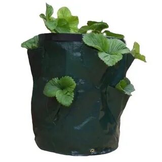 Bag plant