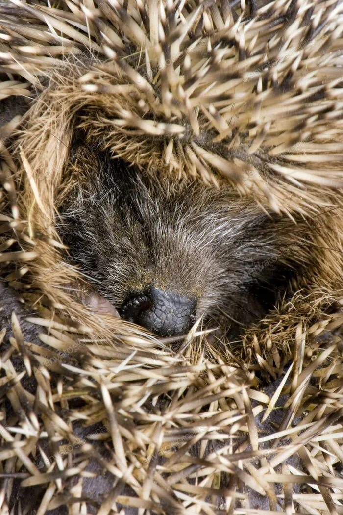 Ежик зимует. 150 ежиков 1 ежик. Лесной еж. Ежик без фона. Один ежик.