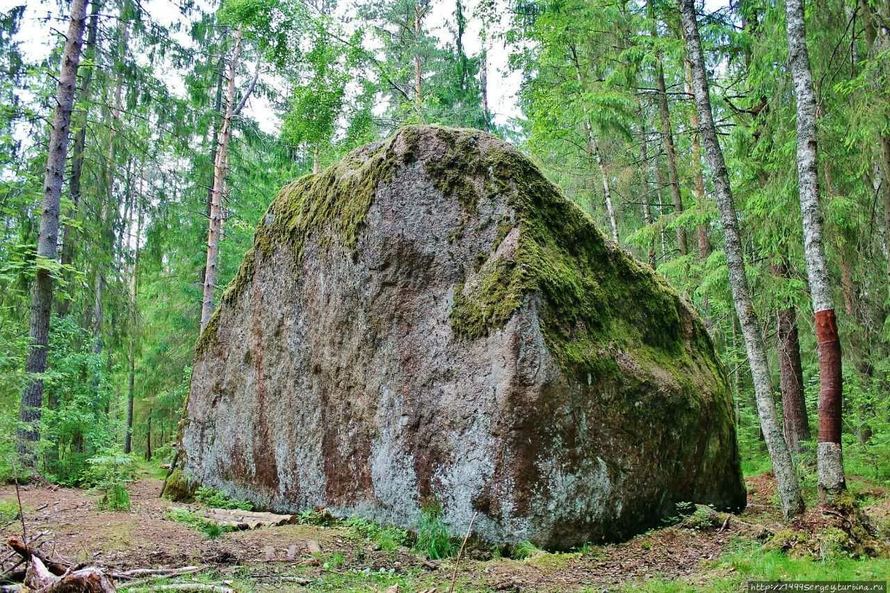 Какие бывают места в лесу