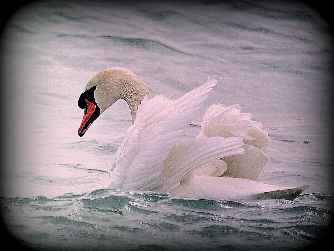 дикие лебеди. лебедь фото птицы. лебеди в дикой природе. дикие лебеди. большой серый лебедь дикий.