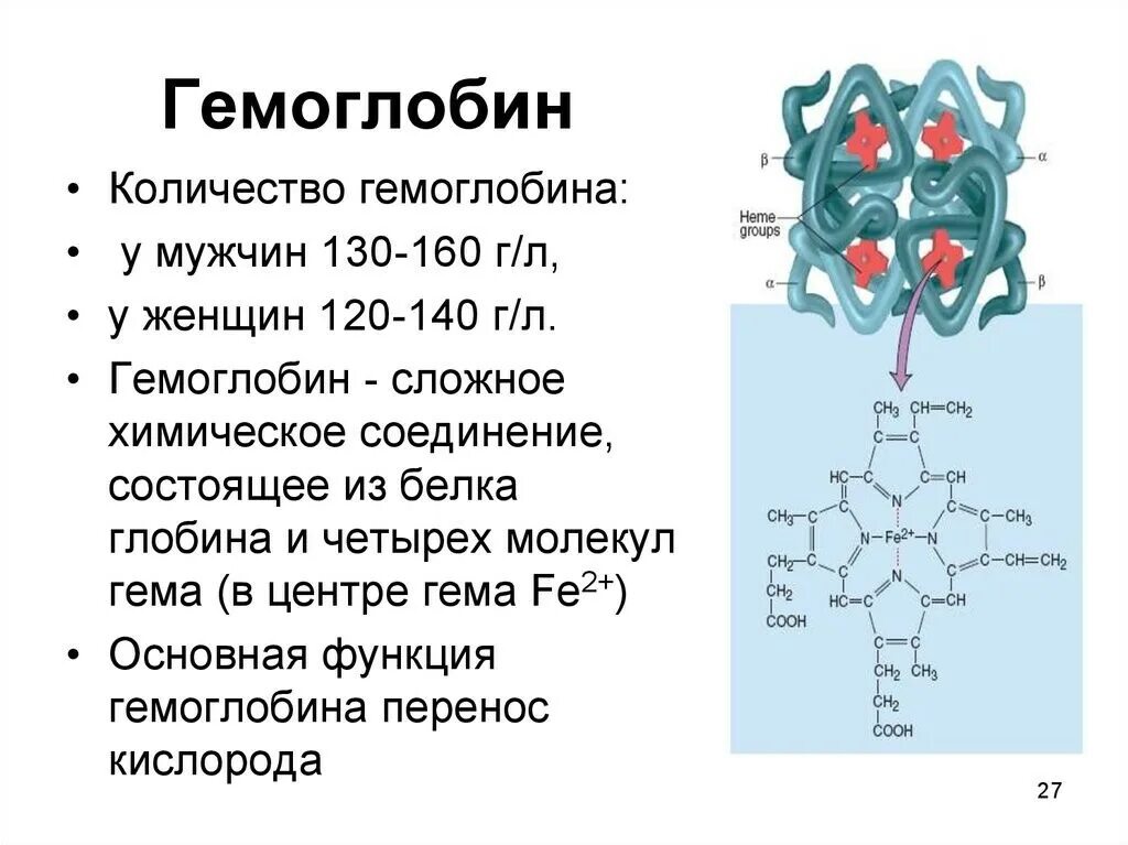 Строение гемоглобина кратко. Строение мономера гемоглобина. Уровни гемоглобина схема. Функции гемоглобина кратко. Почему в организме низкий гемоглобин