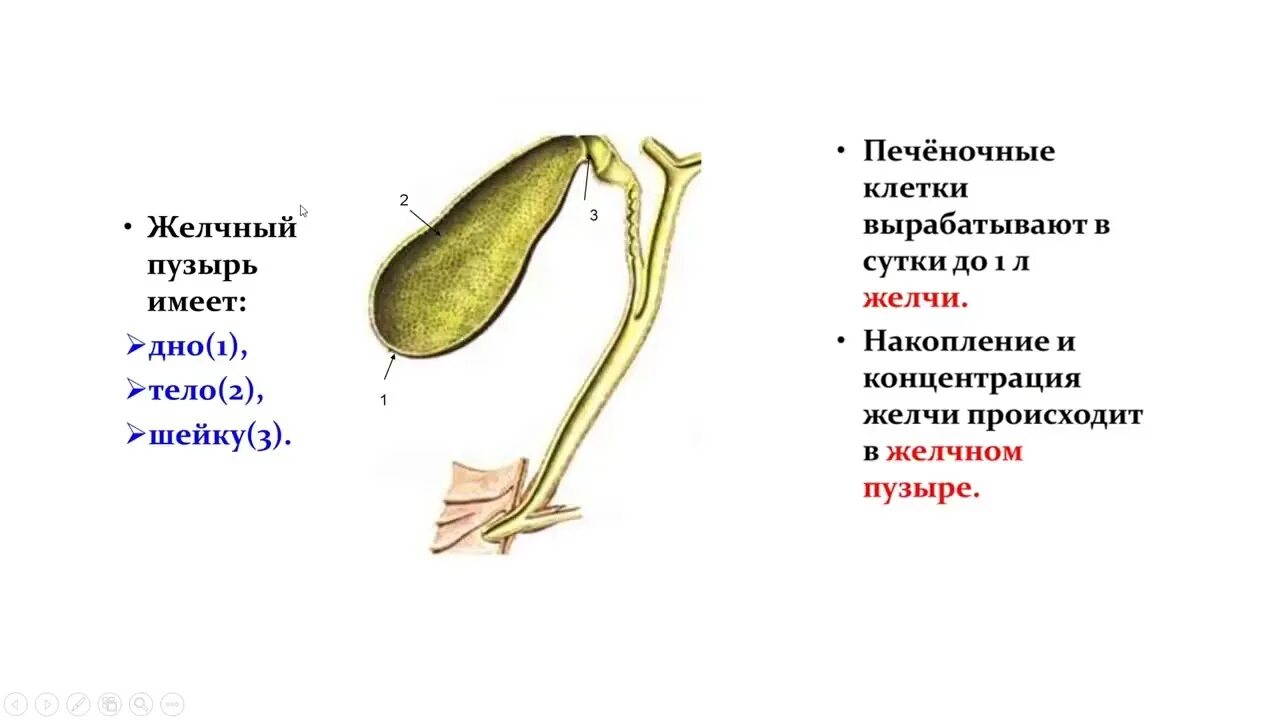 Складки желчного пузыря. Перетяжка желчного пузыря. Особенность желчного пузыря. Перфорация желчного пузыря.