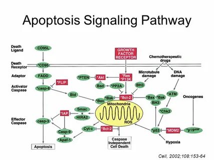 Cellular signaling