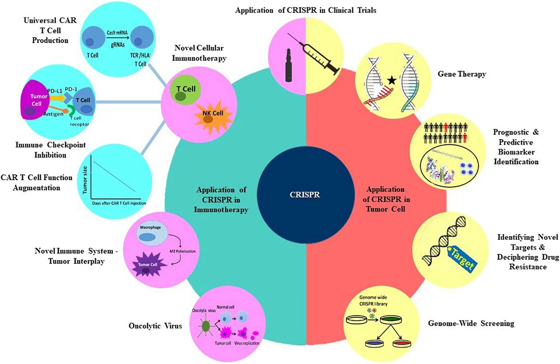 Https applications. Криспер терапия. Нобелевская премия за CRISPR cas9. CAS (Cells Alive System),. CRISPR and Gene Therapy.