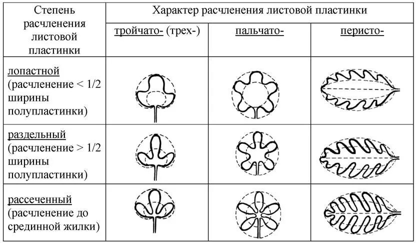 Сегменты листа. Степень и характер рассечения листовой пластинки. Степень расчленения листовой пластинки. Характер расчленения листовой пластинки. Форма листовой пластинки простого листа.