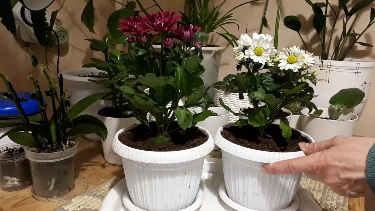 Как поливать хризантему