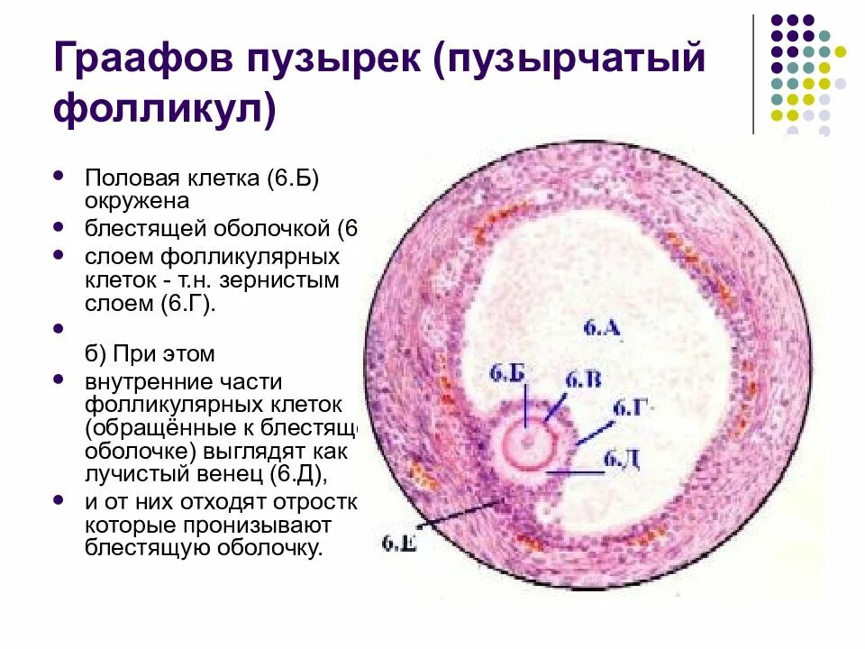 Граафов пузырек яичника. Строение фолликула гистология. Граафов пузырек строение. Яйцеклетка млекопитающего гистология. Яйцеклетка млекопитающего граафов пузырек.