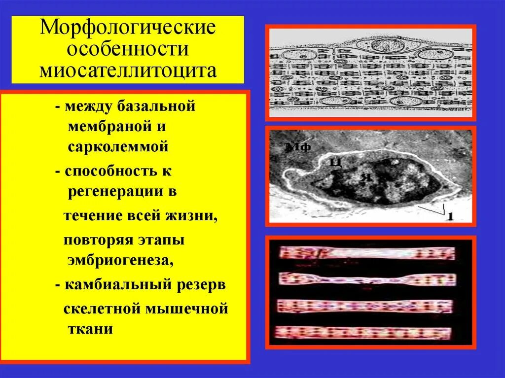 Ядро скелетной мышечной ткани. Миосателлитоциты регенерация мышечной ткани значение. миосателлитоцит строение. миосателлитоциты электронограмма. миосателлитоцит функция.