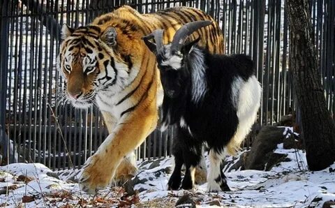 Козел живущий с тигром