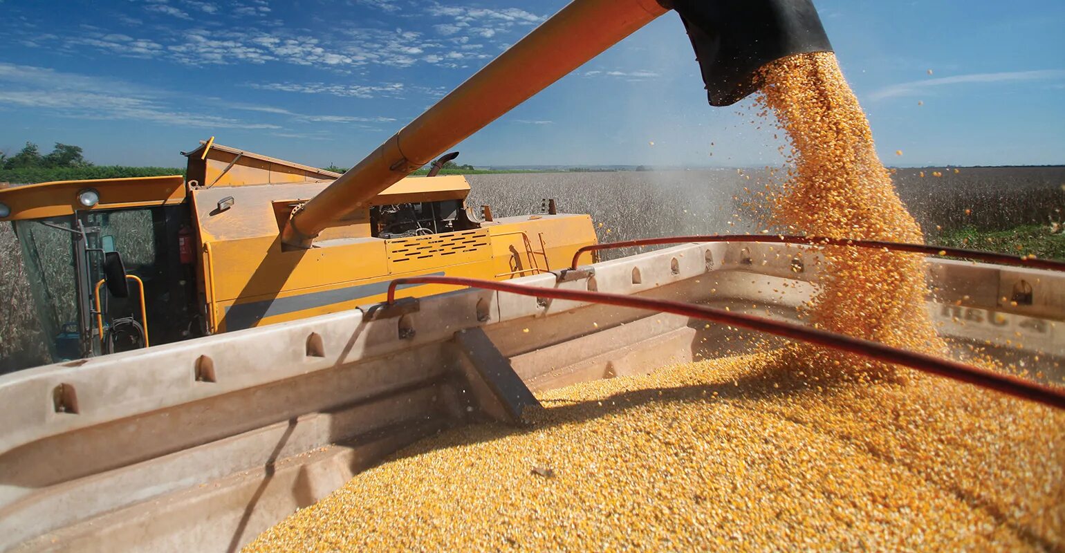 мешок с рассыпанными семечками. россия пшеница. отгрузка зерна. погрузка зерна. вывоз зерна с украины 2022.