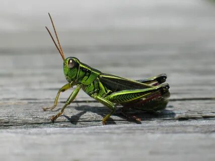 Кузнечик