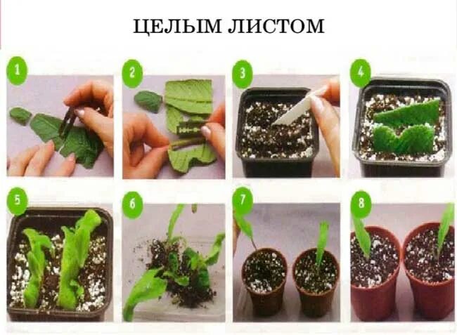 способы вегетативного размножения комнатных растений. размножение листовыми черенками. размножение листом примеры растений. размножение растений листьями. вегетативное размножение листовыми черенками.