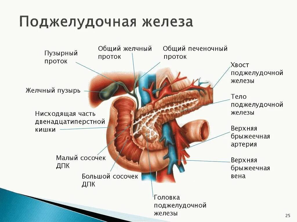 Отделы поджелудочной железы анатомия. Строение 12 перстной кишки поджелудочная. Анатомическое строение поджелудочной железы. Внутренние строение 12 перстной кишки схема.