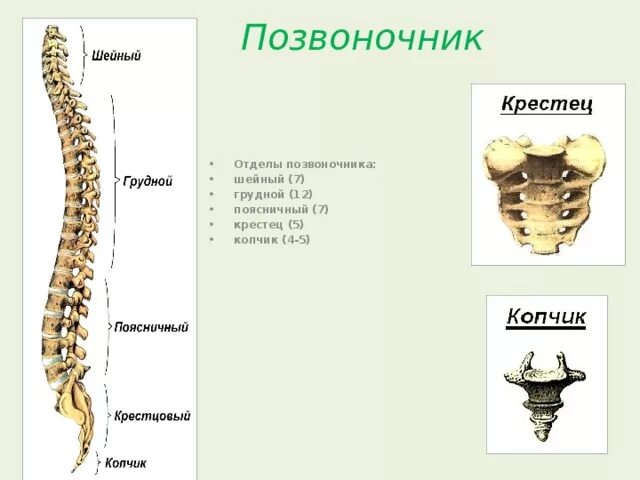 Осевой скелет позвоночник. Скелет человека позвоночник крестец таз. Крестец осевой скелет. Скелет человека позвоночник копчик.