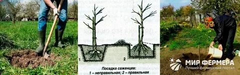 Колоновидные яблони расстояние