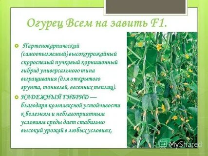 Устойчивые сорта к болезням