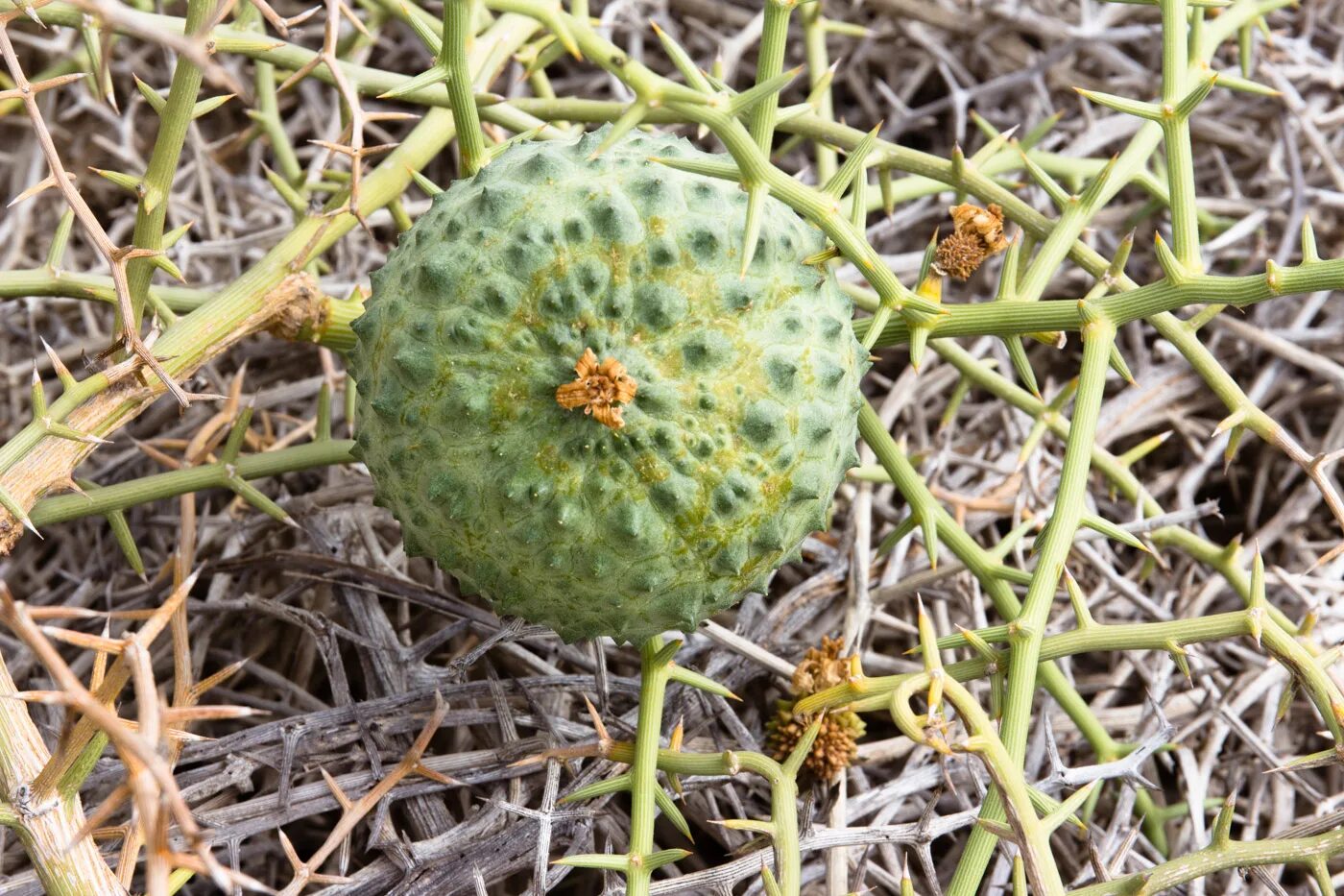 Нара (Акантосициос ощетиненный). Дикий колоцинт. Нара (acanthosicyos horridus). Дыня Нара. Листья запасающие воду