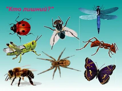 Какое насекомое здесь лишнее