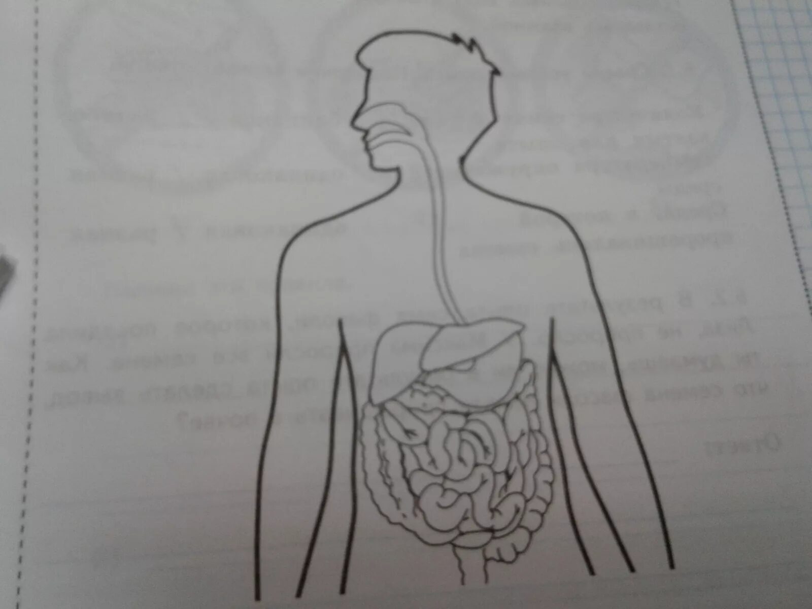Рассмотри рисунок на котором изображен. Одна из систем органов человека ВПР 4. Одна из систем органов человека ВПР 4 класс. Изображена одна из систем органов человека. Запиши в строке ответа этой системы органов.