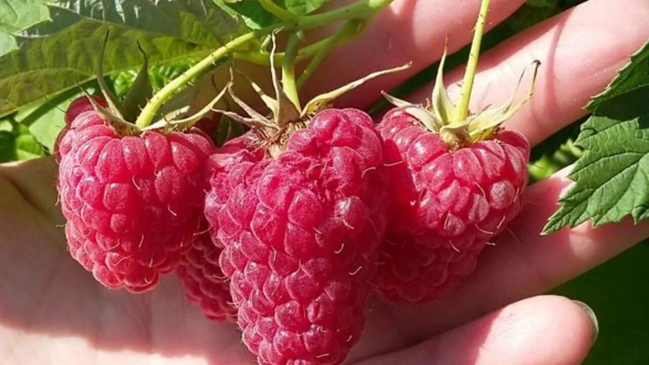 Малина Гигант Рубиновый купить в питомнике - Эко-Питомник