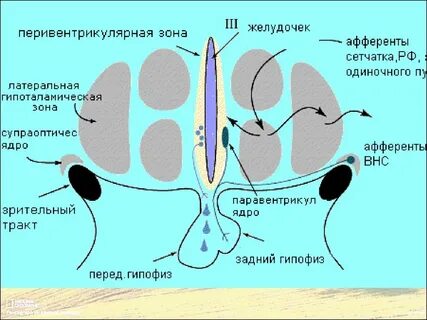 Гипоталамус собаки