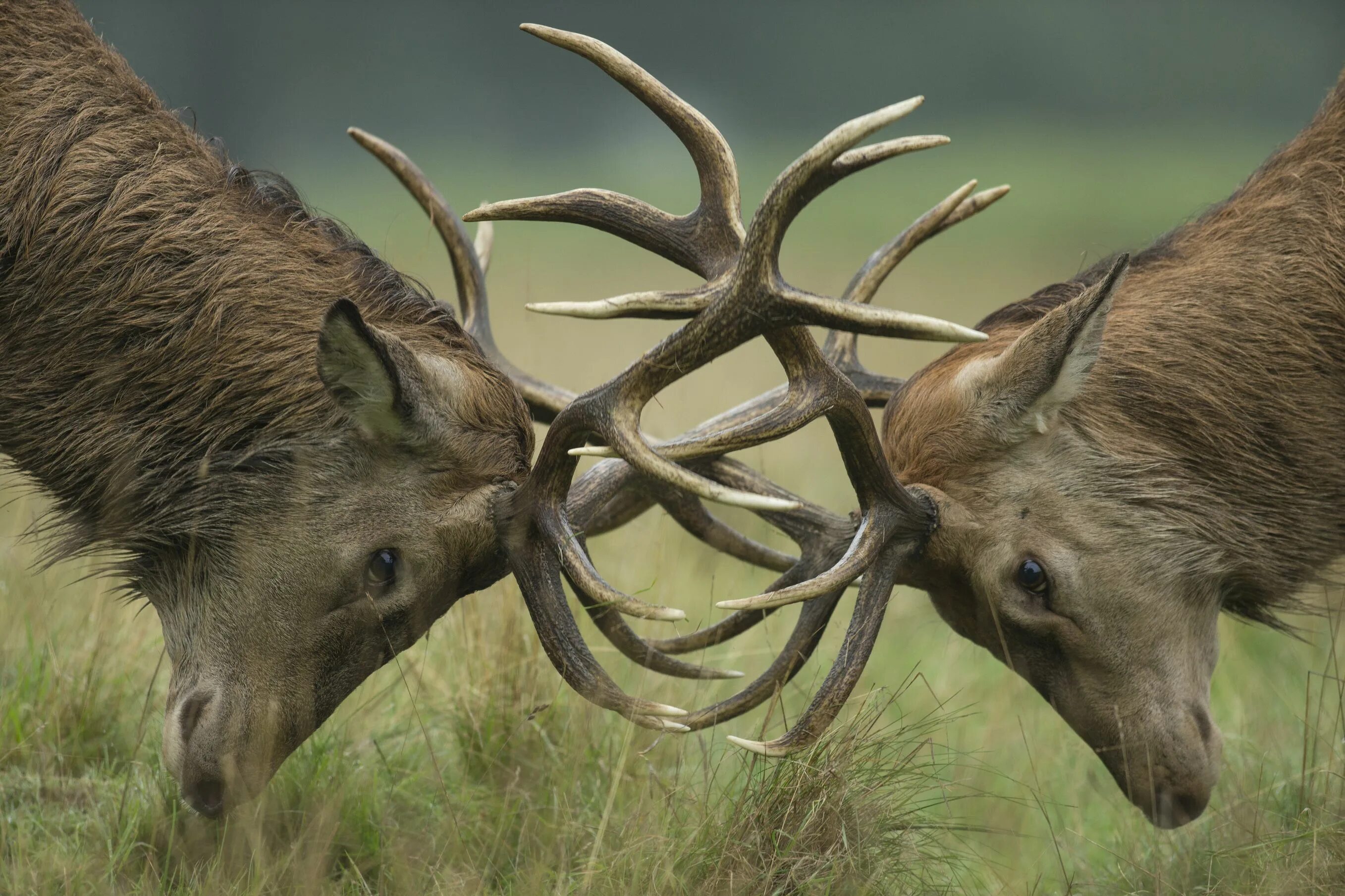 Хватание перемещение защита оленя. Cervus elaphus. Рога оленя. Благородный олень. Олень с ветвистыми рогами.