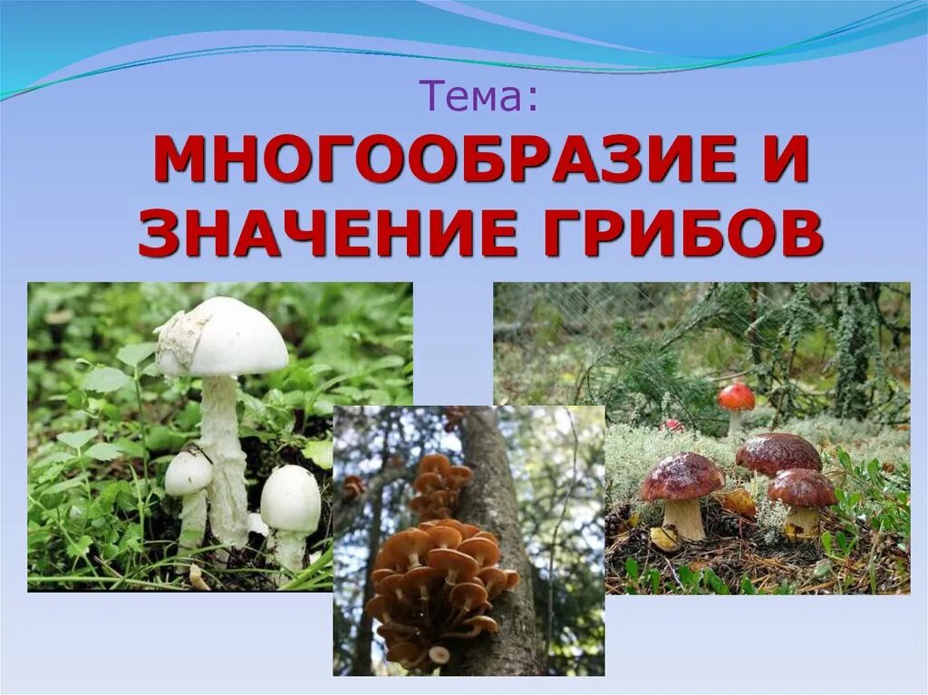 Тема многообразие и значение грибов. Многообразие и значение грибов. Презентация по теме разнообразие грибов. Грибы. Многообразие и значение грибов. Презентация на тему многообразие и значение грибов 5 класс.
