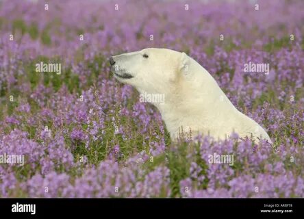 ...Polar Bear relaxing on coastal rocky island with tundra fireweed - ARBF7...