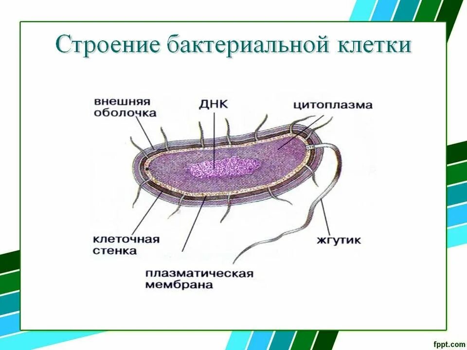 Схема строения бактериальной клетки рисунок. Строение бактериальной клетки рисунок. Строение бактериальной клетки рисунок 5 класс. Обобщенная схема строения бактериальной клетки. Особенности клетки бактерии 5 класс