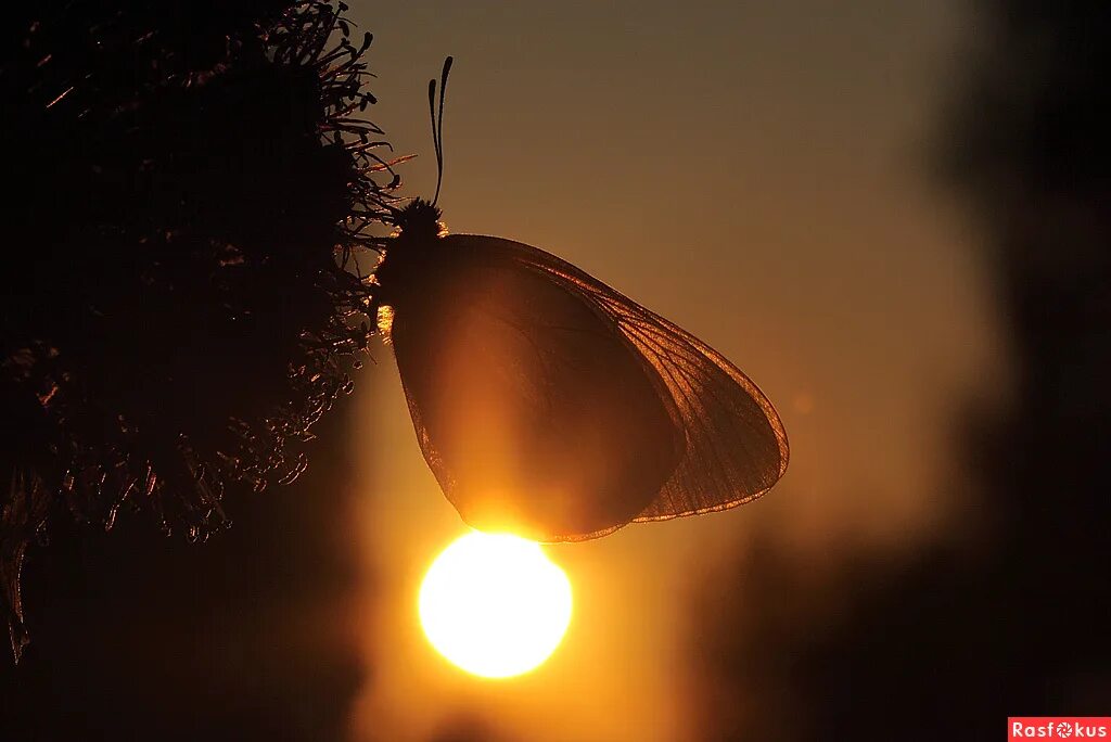 Песни бабочка ночь. Мотыльки на свет. Ночная бабочка. Бабочки летят на свет. Мотылек ночью.