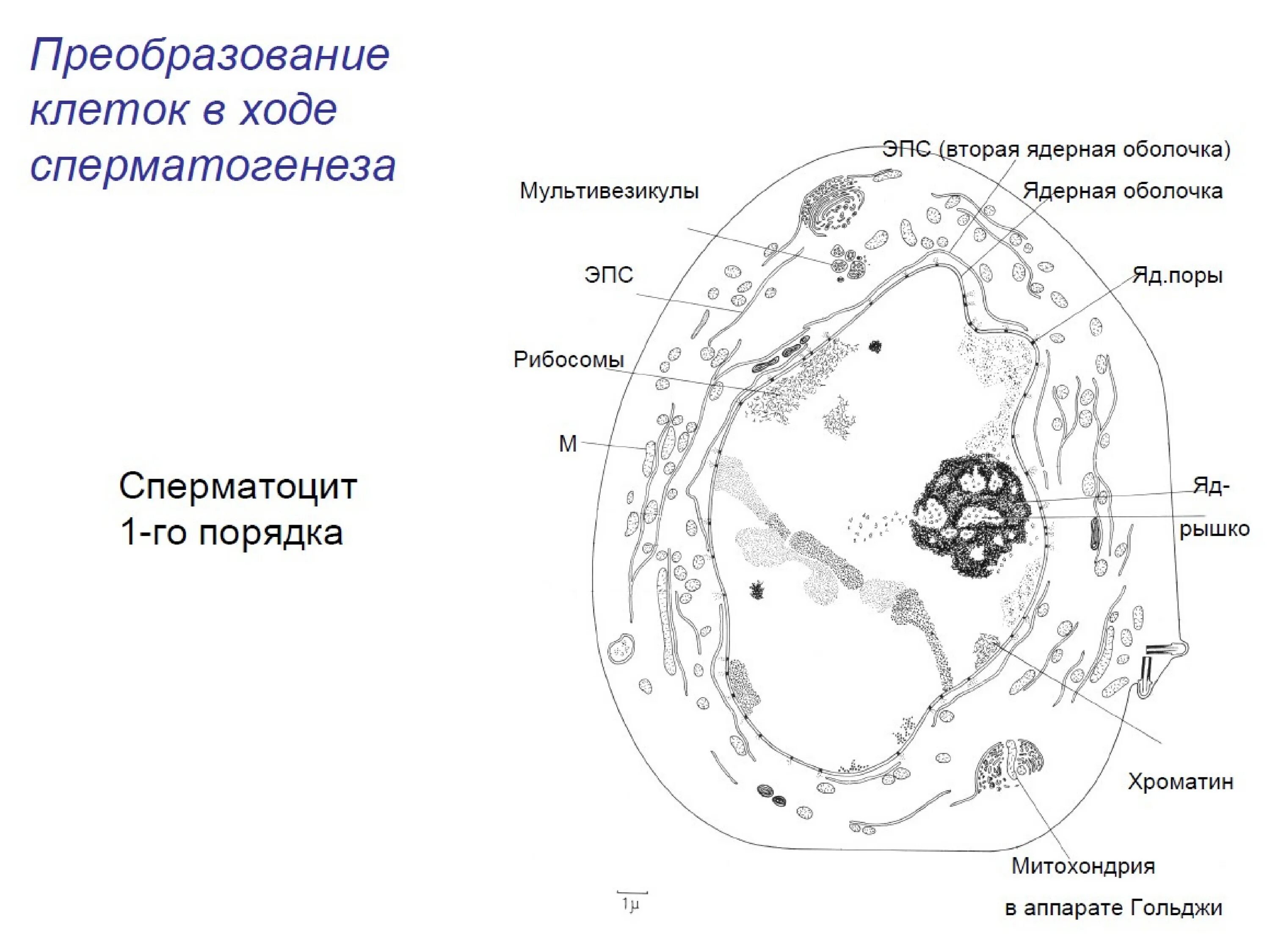 Клетки зоны трансформации в цитологии