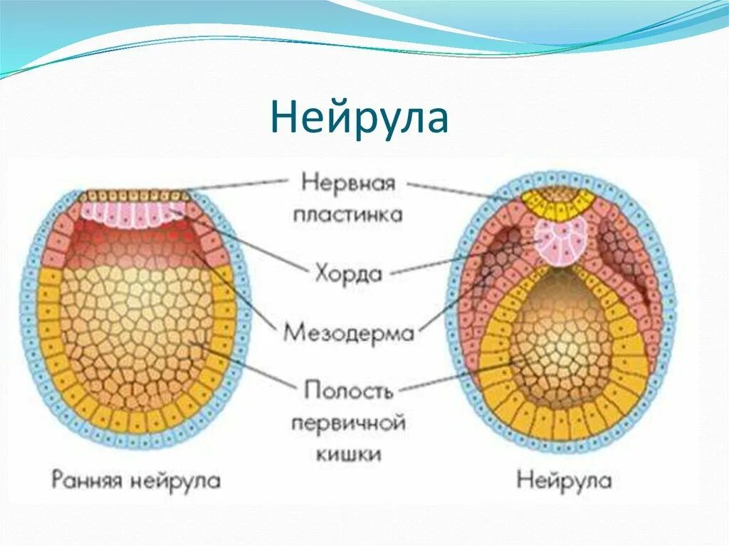 Какой зародышевый листок формируется на стадии. Осевой комплекс зачатков зародышевые листки. Нейрула зародышевые листки. Процессы эмбрионального развития нейрулы. Строение зародышевых листков эмбриона.