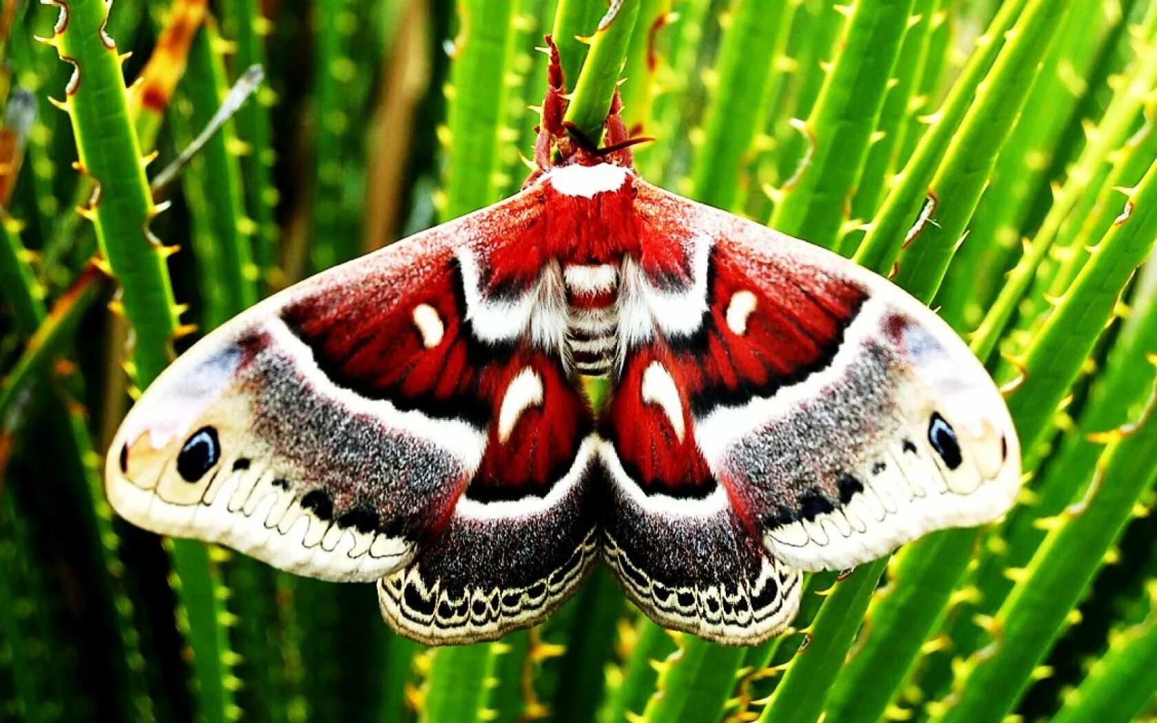 Класс чешуекрылые бабочки. Отряд чешуекрылые. lepidoptera - чешуекрылые. отряд чешуекрылые бабочки. чешуекрылые бабочки моли мотыльки.