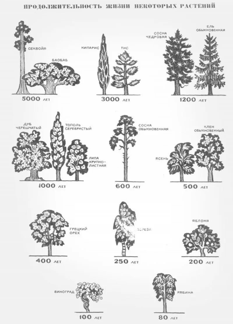 Сколько растет 1 дерево. Продолжительность жизни деревьев таблица. Срок жизни деревьев таблица. Клен Продолжительность жизни деревьев таблица. Клен Продолжительность жизни дерева 1 класс.