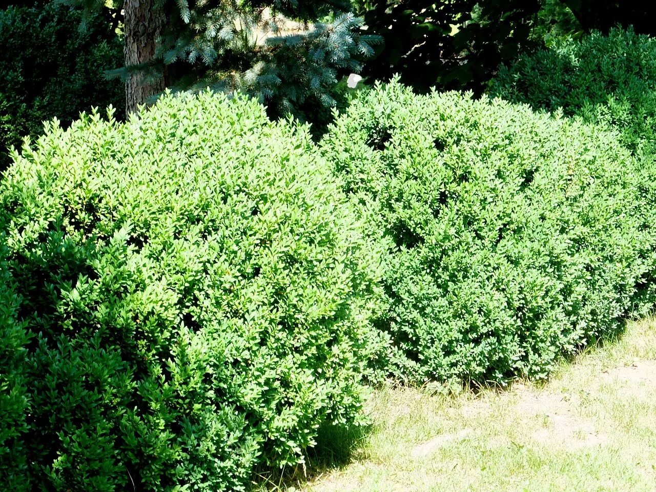 Самшит вечнозеленый Элегантиссима. Самшит вечнозелёный) 'elegantissima. Самшит Элегантиссима. Самшит вечнозелёный 'elegantissima' / Buxus sempervirens 'elegantissima'.