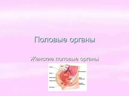 Виды и названия женского органа