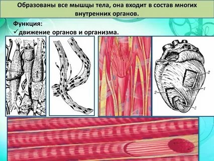Органы тканевый уровень