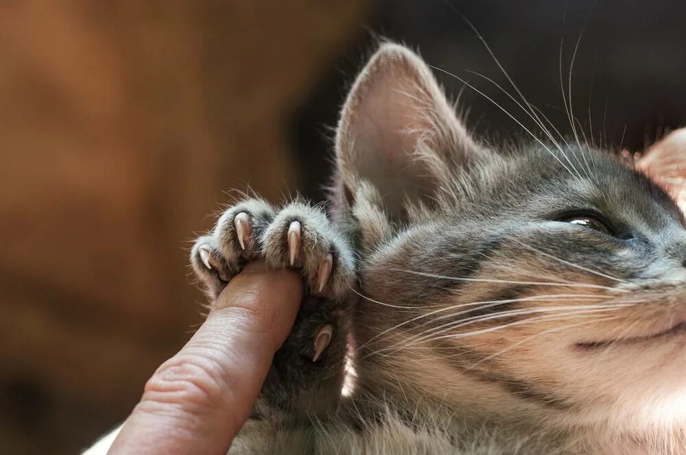 Почему котики такие милые