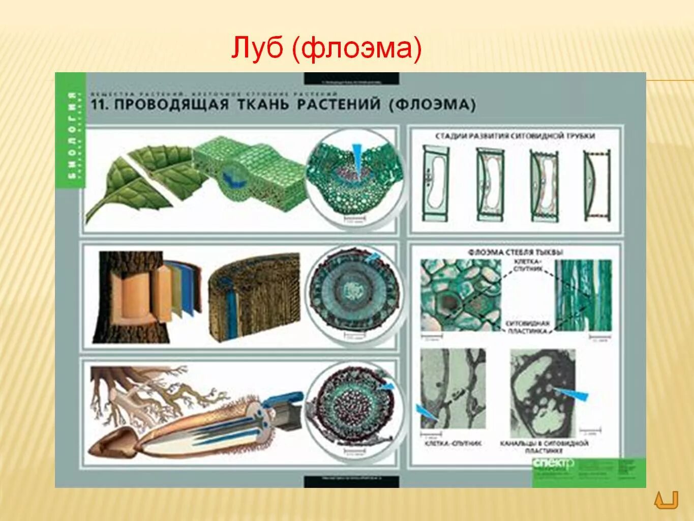 Клетка и ткани растений и животных. Ткани растений флоэма. виды растительных тканей. ткани растений картинки. ткани человека и растений.