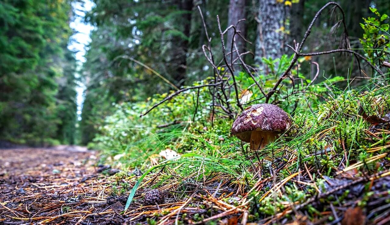 грибы осенью фото. грибы в лесу. гриб боровик. сон лес грибы. грибы лисички маслята подосиновики.