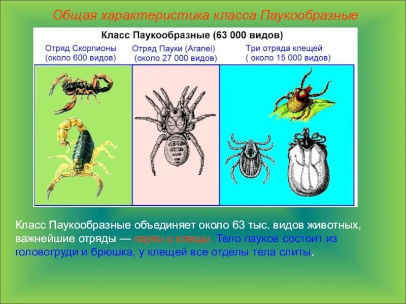 Для класса паукообразные характерно. Паукообразные клещи строение. Классификация паукообразных 7 класс по биологии. Класс паукообразные 7 класс биология. Общая характеристика паукообразных.