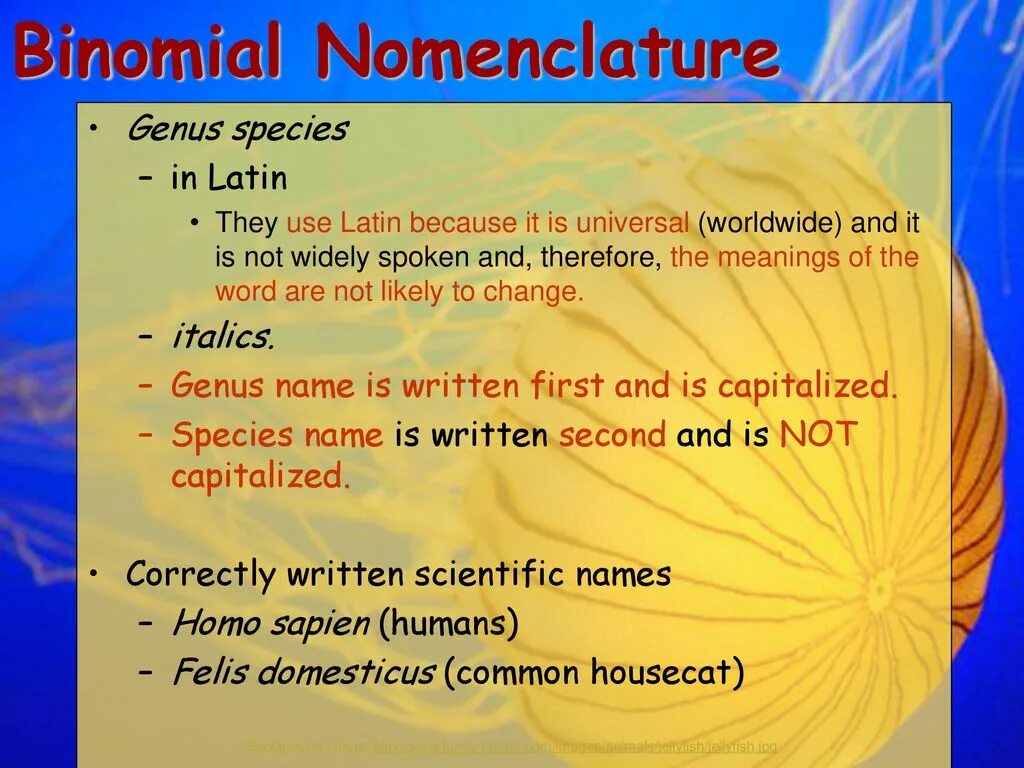 Specific name