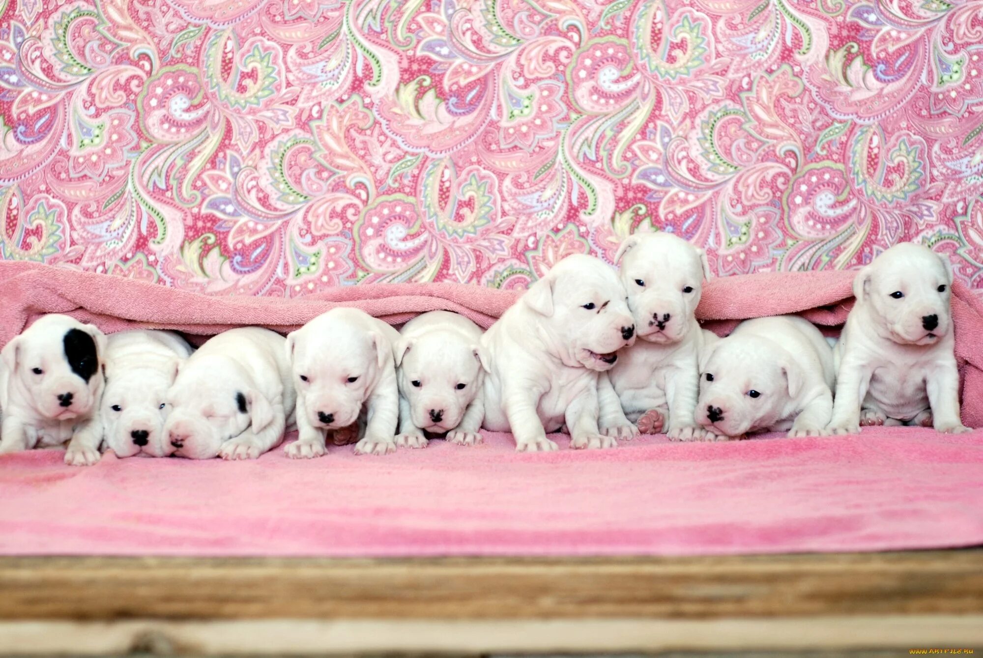 Несколько щенков. Много щеночков. Паппи золотистый ретривер. Лабрадор ретривер. Лабрадор кутенок.