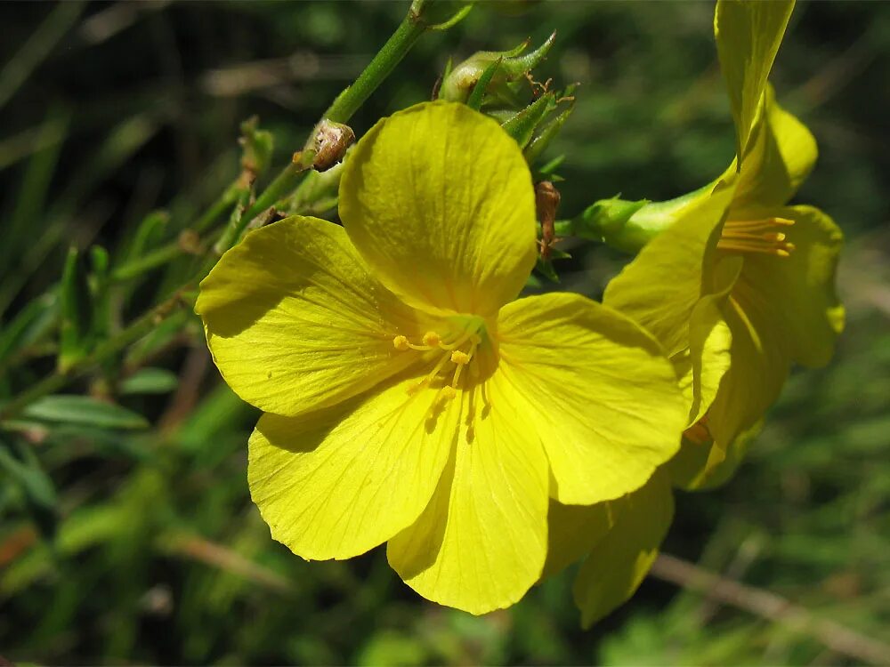 Цветы похожие на лен. Лён жёлтый Linum flavum. Лен желтый Linum flavum l.. Лен желтый Плантариум. Linum ucranicum.