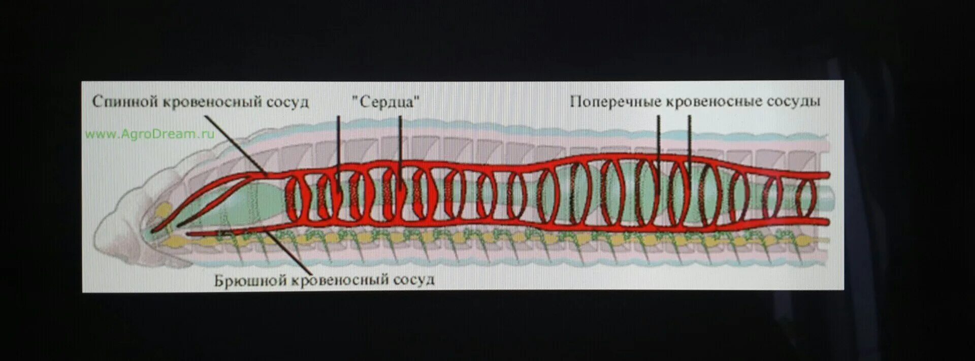 Кольцевые сосуды дождевого червя. Кольчатый червь строение кровеносной системы. Кровеносная система кольчатого червя. Кровеносная система кольчатых червей схема. Строение сердца кольчатых червей.