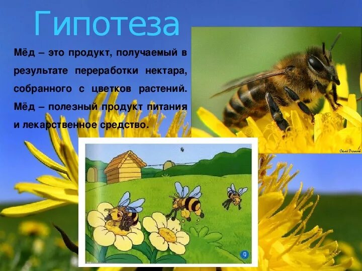 Презентация исследовательской работы" "Мёд - подарок природы